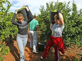 Trabajo Agrícola de Temporada Trabajo Agrícola de Temporada