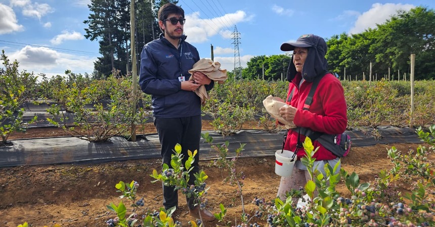 Dirección del Trabajo detectó múltiples infracciones de seguridad en fiscalización a fundo agrícola en Osorno