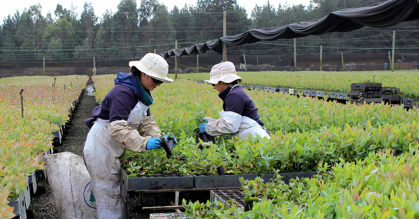 Dirección del Trabajo informa normativa laboral para trabajo agrícola de temporada