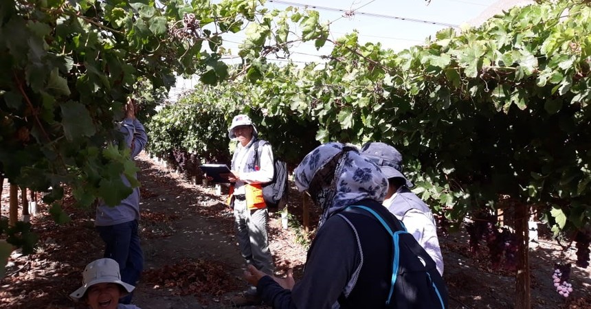 Dirección del Trabajo fiscaliza trabajo agrícola de temporada en Valle del Elqui