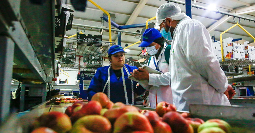 Dirección del Trabajo realiza 480 fiscalizaciones en el trabajo agrícola de temporada