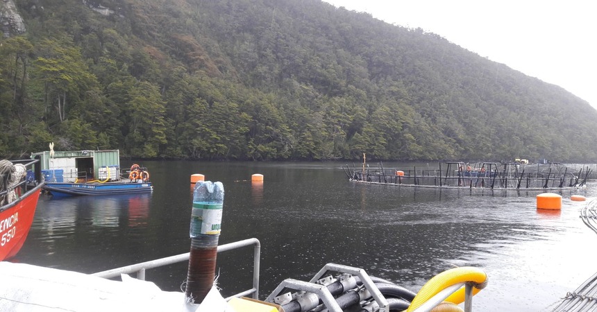 Dirección del Trabajo multó por más de 106 millones de pesos a empresas salmoneras que operan en Magallanes