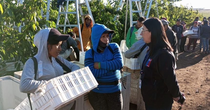 Detectan extranjeros trabajando en malas condiciones en predio en Renaico