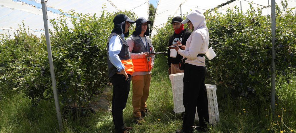 Dirección del Trabajo lanza Programa Nacional de Fiscalización Agrícola de Temporada 2025-2026 con operativo en Los Ríos